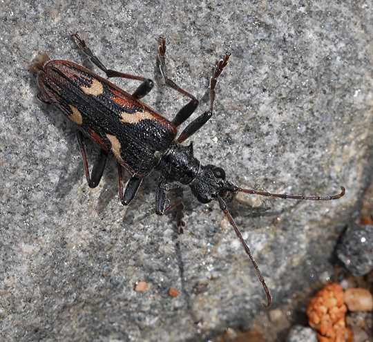 Rhagium bifasciatum