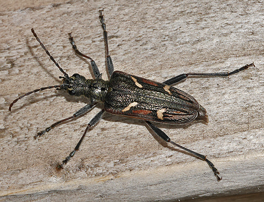 Rhagium bifasciatum