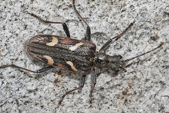 Rhagium bifasciatum