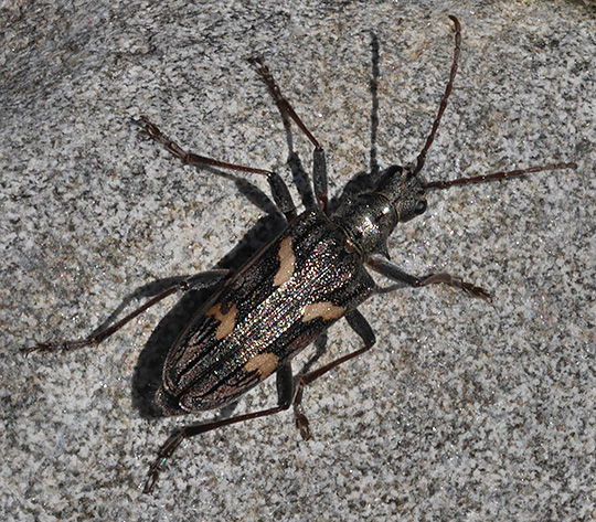 Rhagium bifasciatum