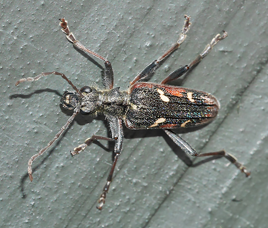 Rhagium bifasciatum
