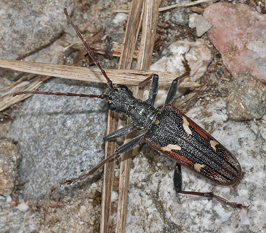 Rhagium bifasciatum
