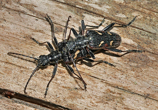 Rhagium bifasciatum