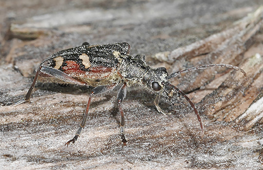 Rhagium bifasciatum