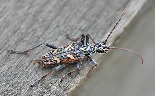 Rhagium bifasciatum