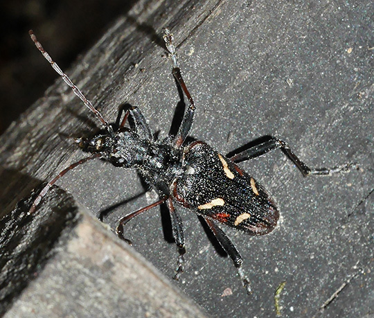 Rhagium bifasciatum