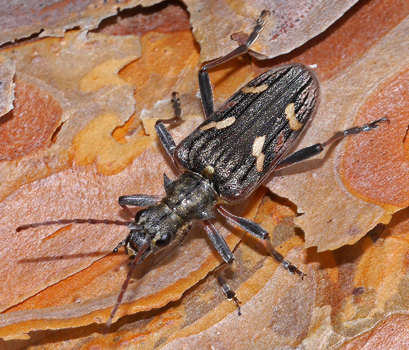 Rhagium bifasciatum