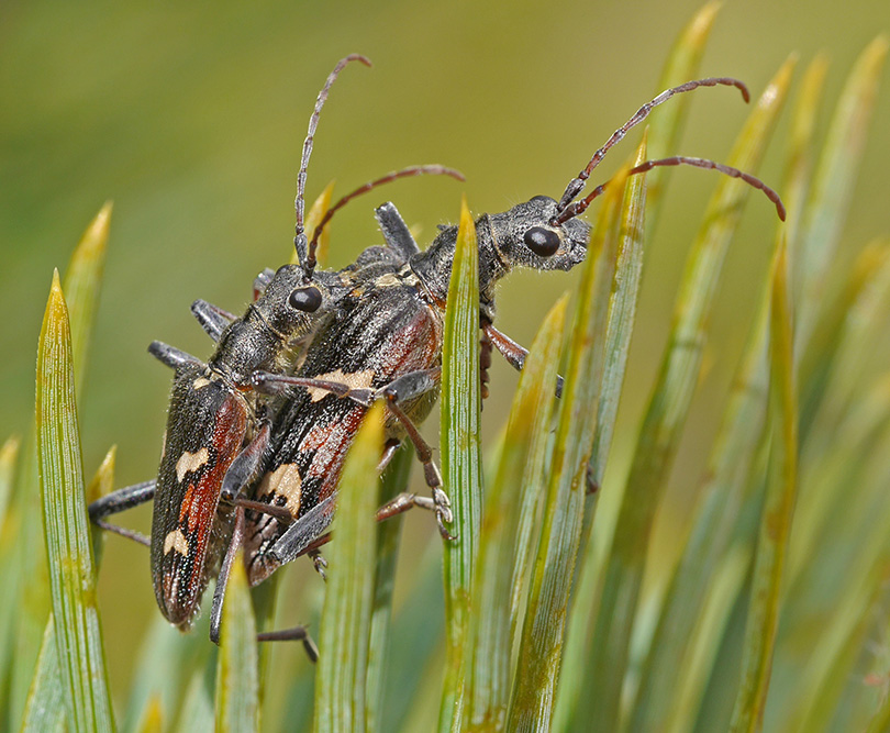 Rhagium bifasciatum