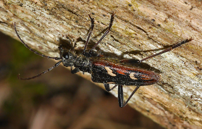 Rhagium bifasciatum