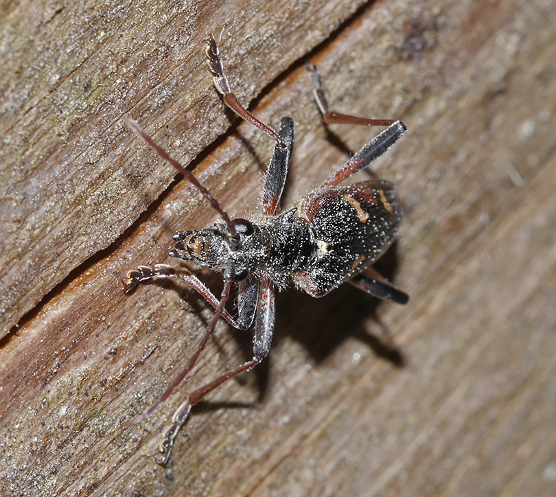 Rhagium bifasciatum