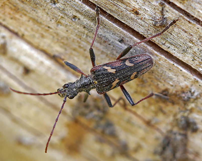 Rhagium bifasciatum