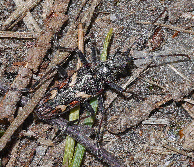 Rhagium bifasciatum