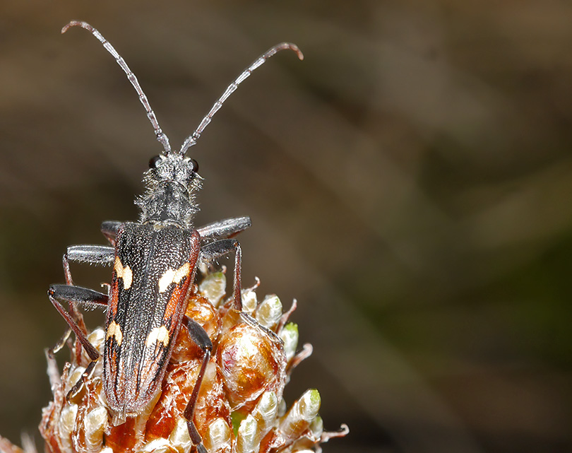 Rhagium bifasciatum