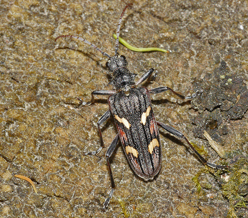Rhagium bifasciatum