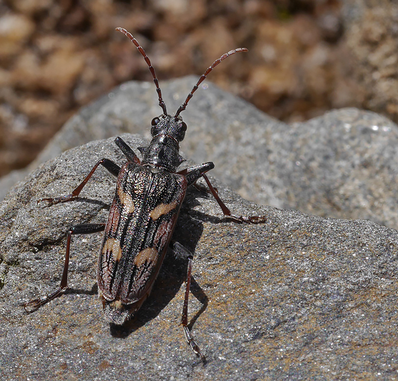 Rhagium bifasciatum
