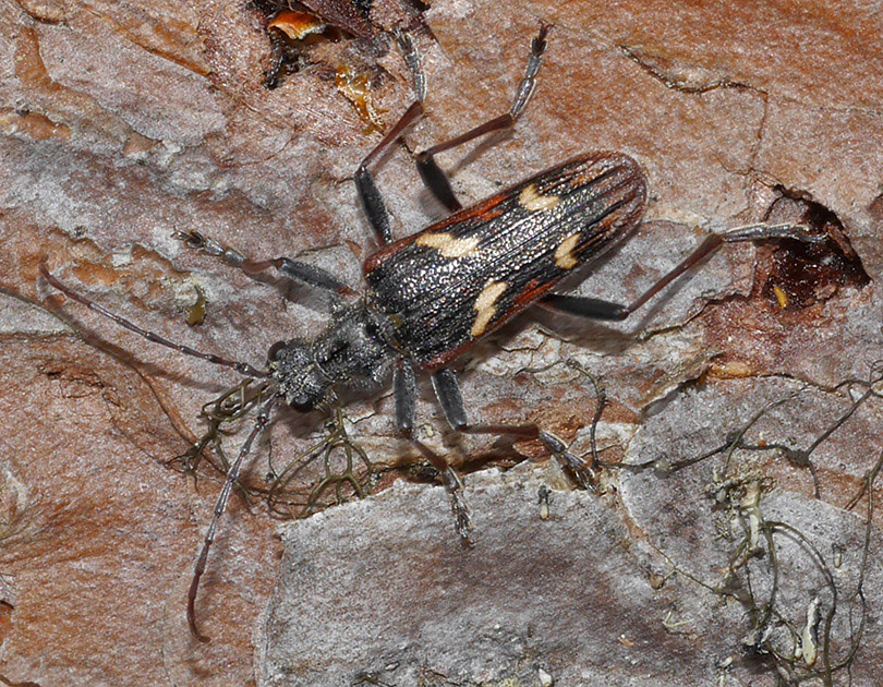 Rhagium bifasciatum