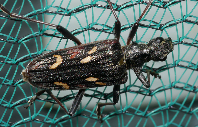 Rhagium bifasciatum