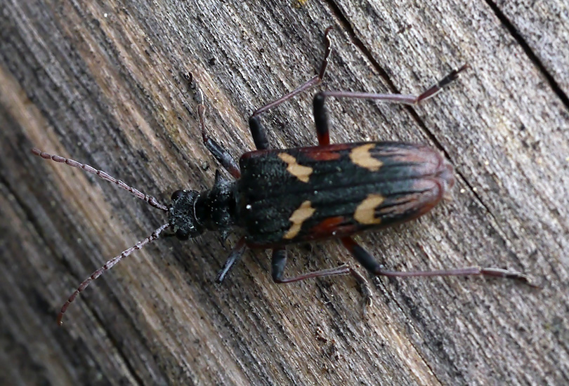 Rhagium bifasciatum
