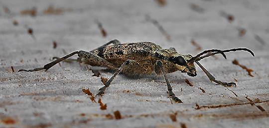Rhagium inquisitor