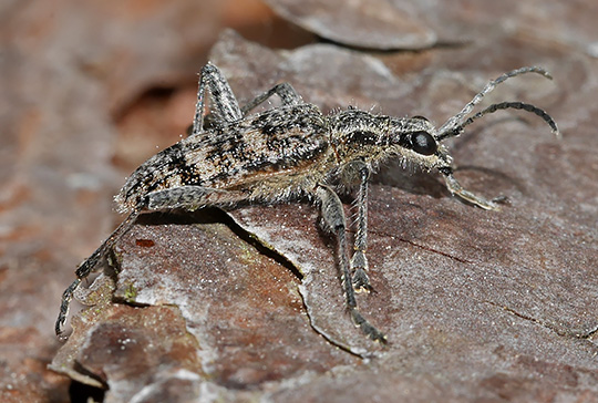 Rhagium inquisitor