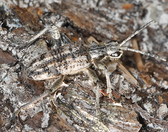 Rhagium inquisitor