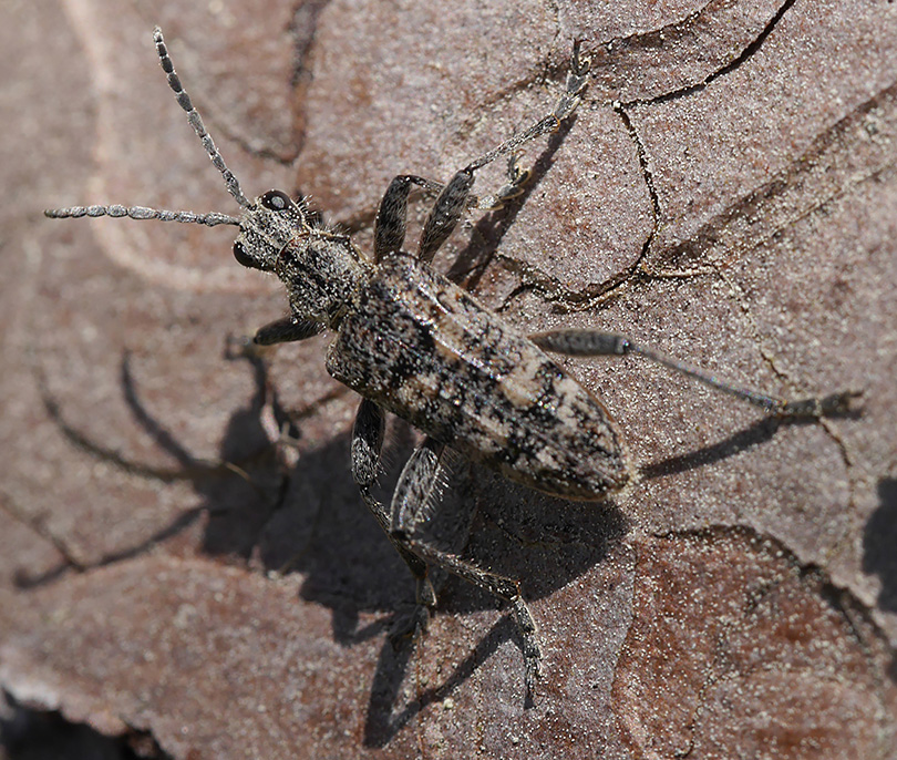Rhagium inquisitor