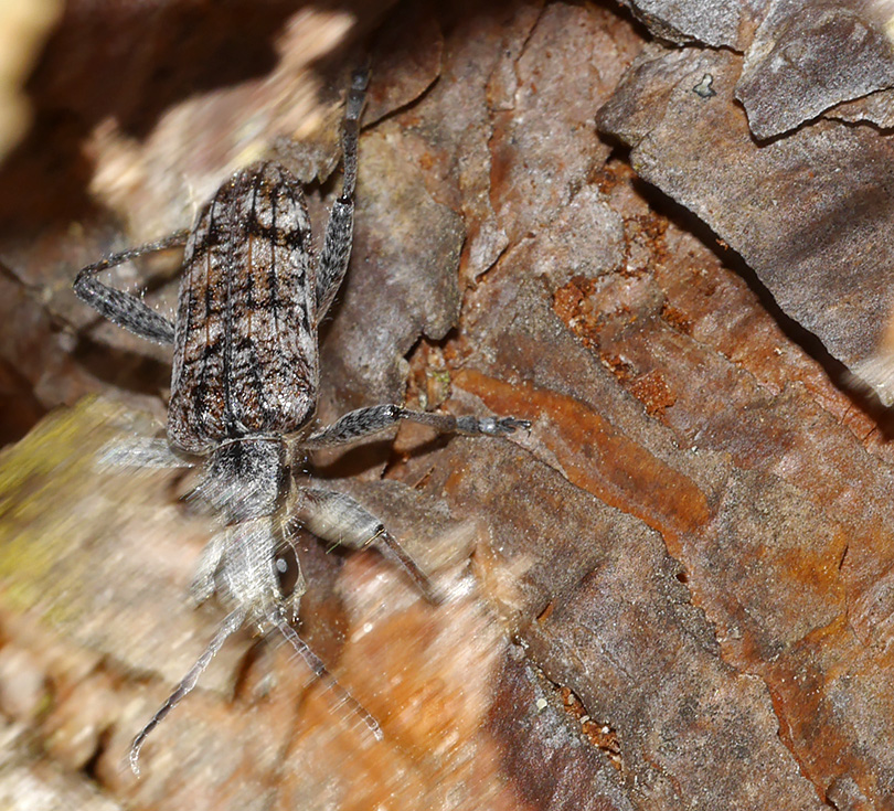 Rhagium inquisitor