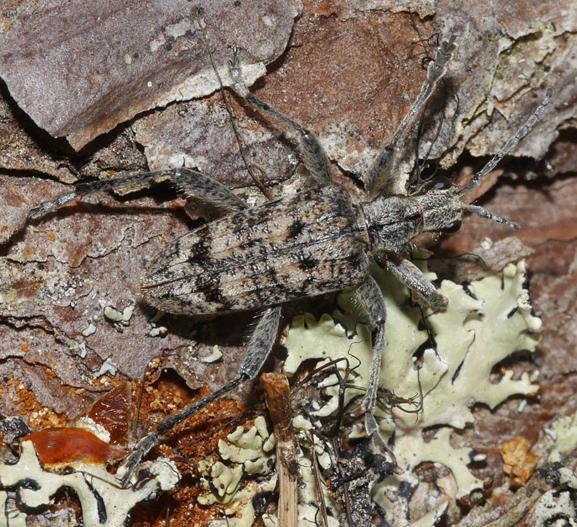 Rhagium inquisitor