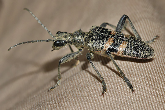 Rhagium mordax