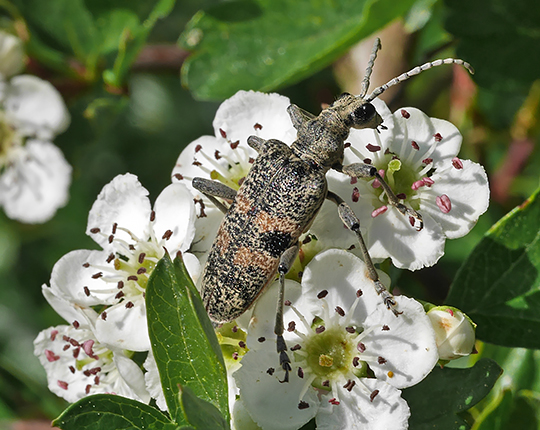 Rhagium mordax