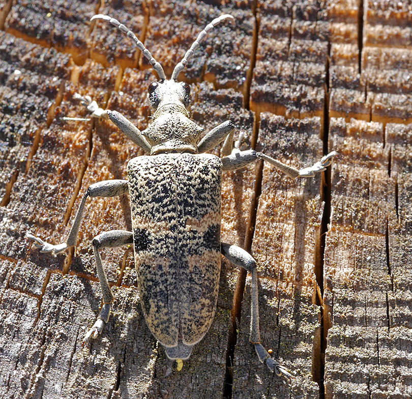 Rhagium mordax