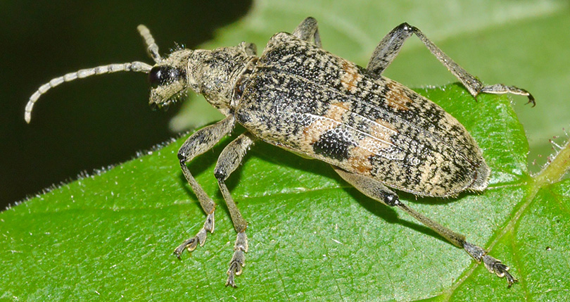 Rhagium mordax