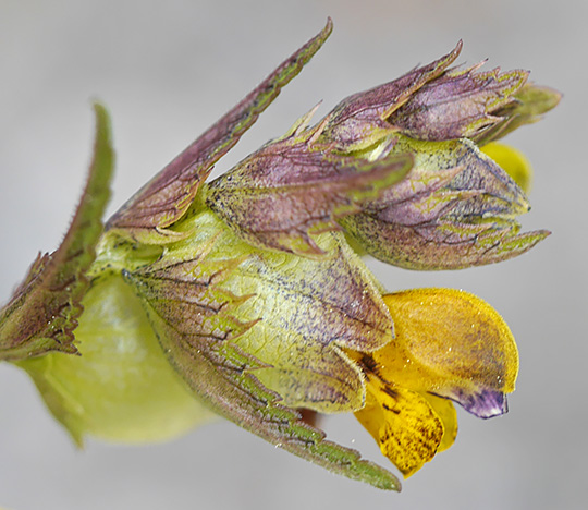 Rhinanthus minor
