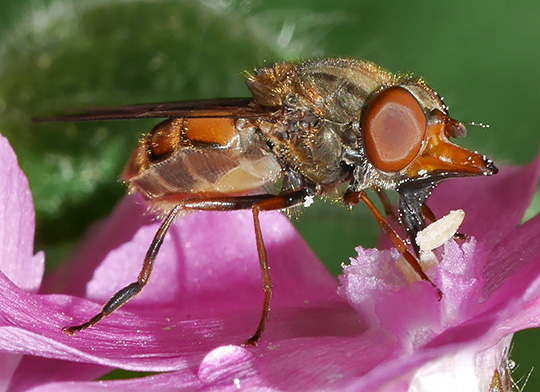 Rhingia campestris