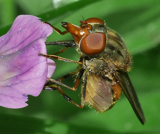 Rhingia campestris