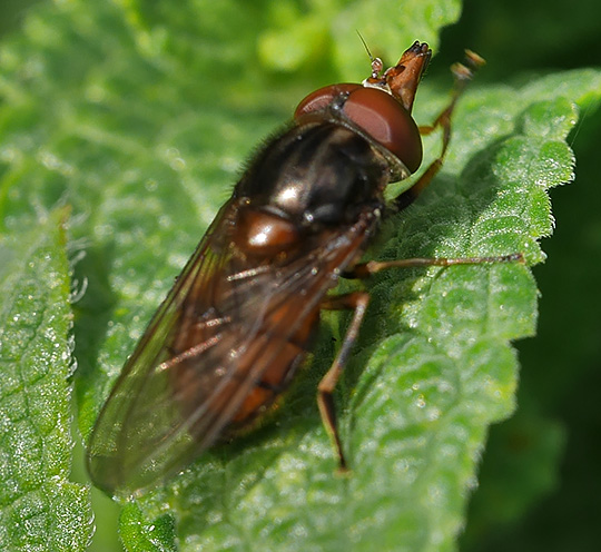 Rhingia campestris
