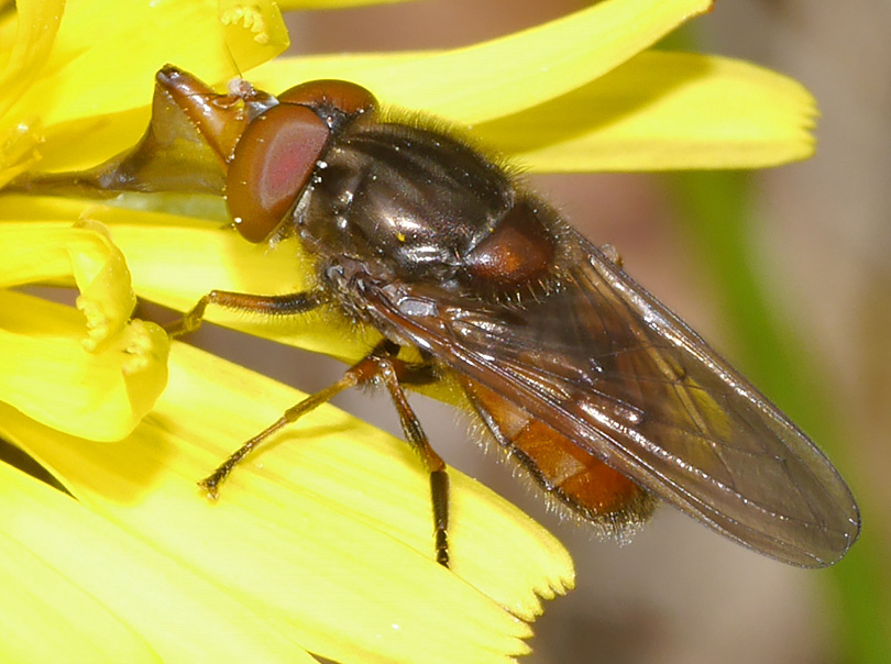 Rhingia campestris