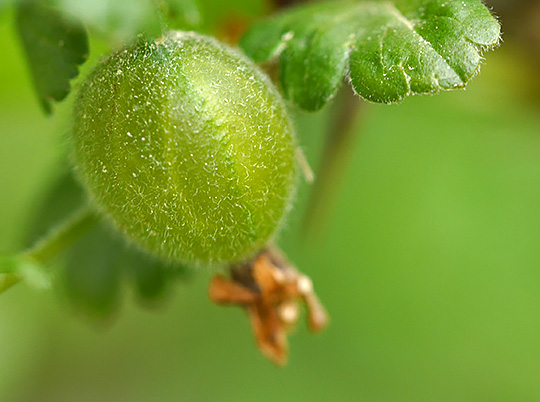 Ribes uva-crispa