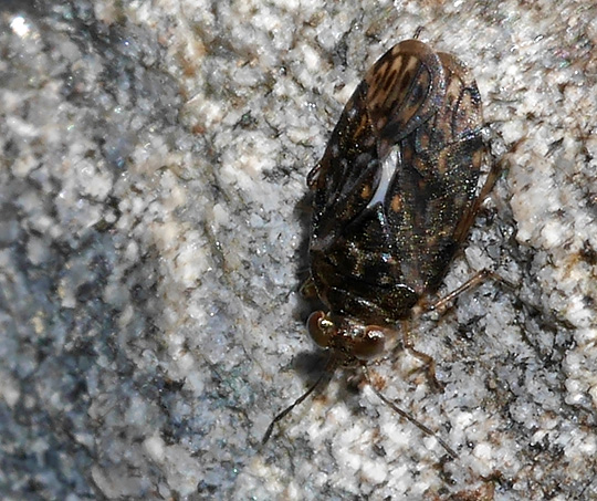 Saldula saltatoria