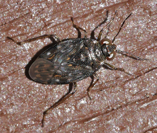 Saldula saltatoria