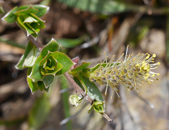 Salix repens