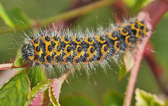 Saturnia pavonia
