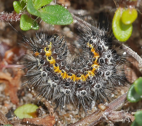 Saturnia pavonia
