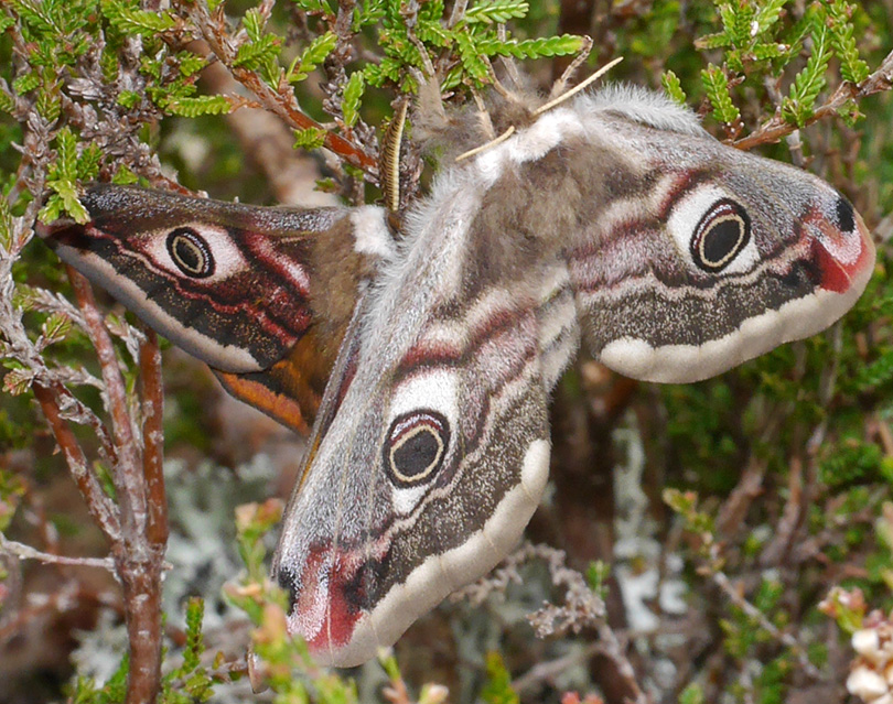 Saturnia pavonia