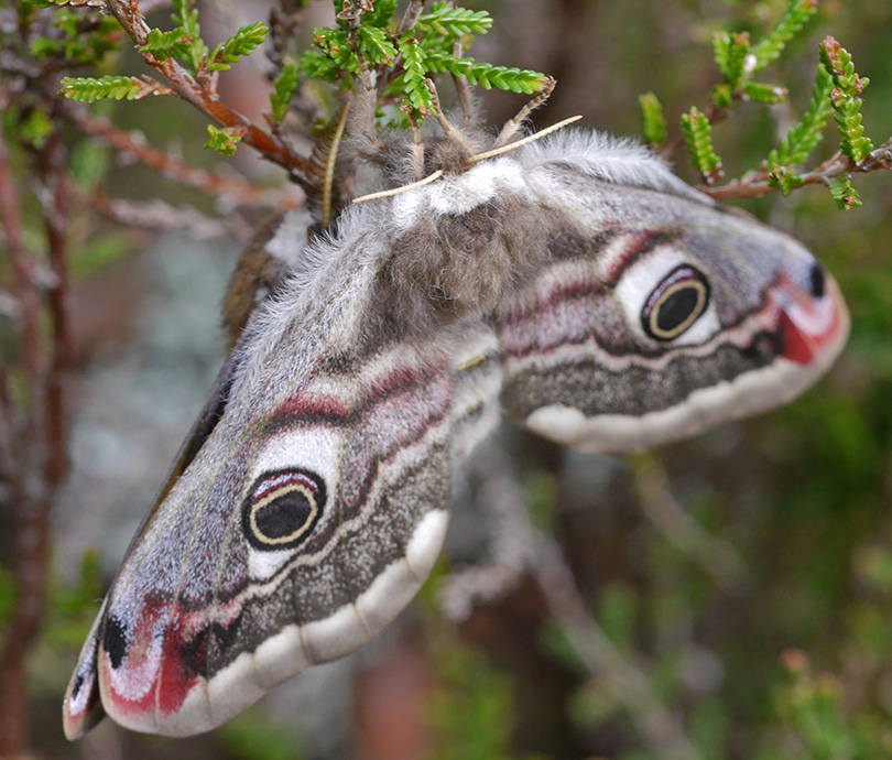 Saturnia pavonia