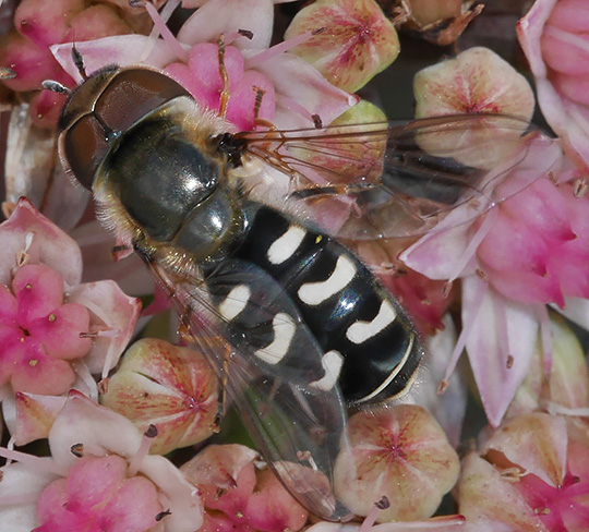 Scaeva pyrastri
