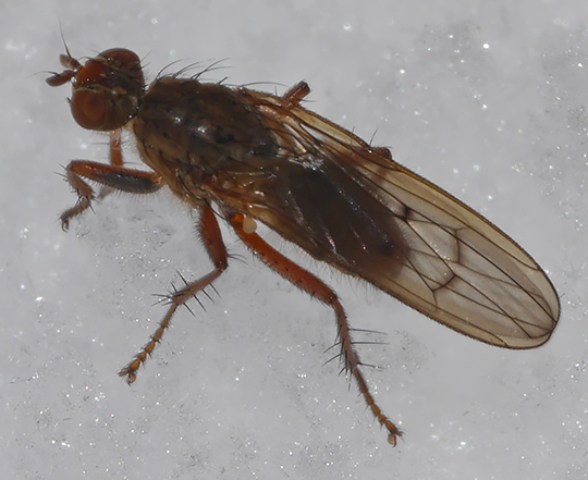 Scathophaga furcata