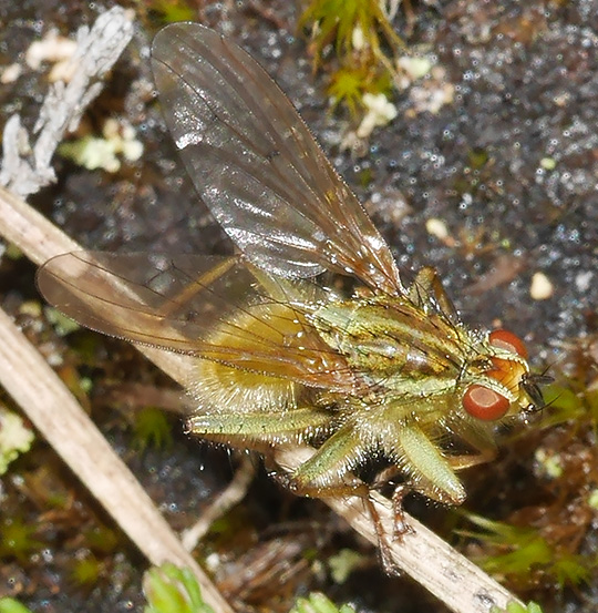 Scathophaga stercoraria