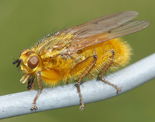 Scathophaga stercoraria