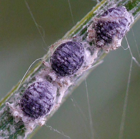 Schizolachnus pineti